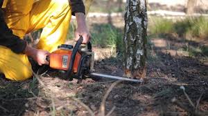 Best Root Management and Removal  in Marshall, WI