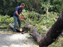 Best Tree Preservation Services  in Marshall, WI