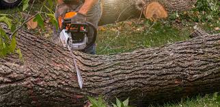 Best Pest Control for Lawns  in Marshall, WI