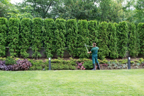 Trusted Marshall, WI Tree Services Experts