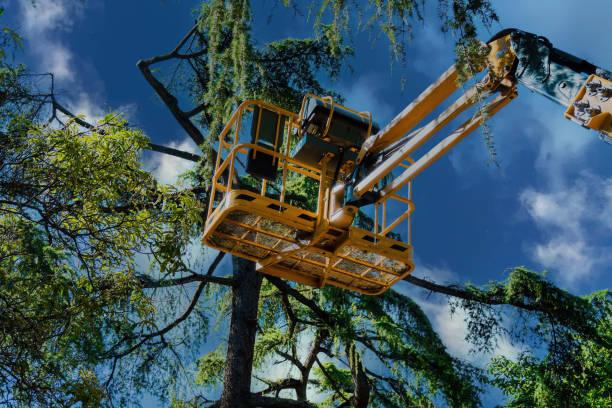Best Storm Damage Tree Cleanup  in Marshall, WI