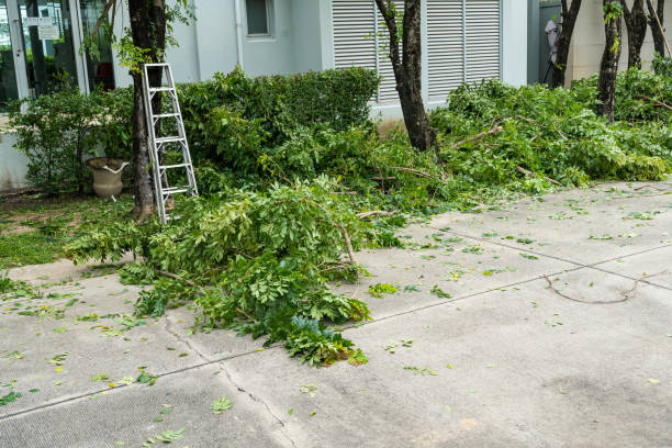 Best Tree Disease Treatment  in Marshall, WI