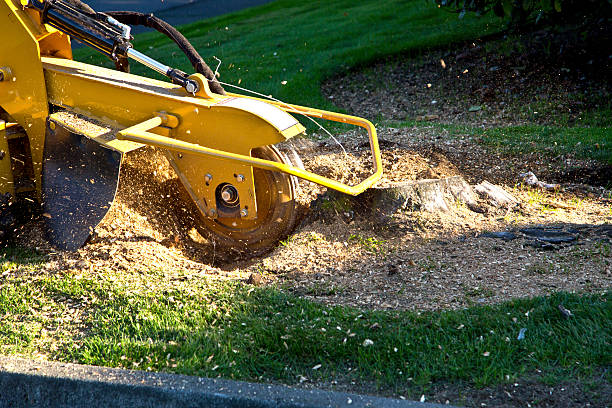 Best Aeration Services  in Marshall, WI