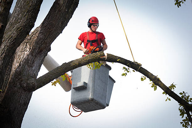Best Tree Maintenance Programs  in Marshall, WI