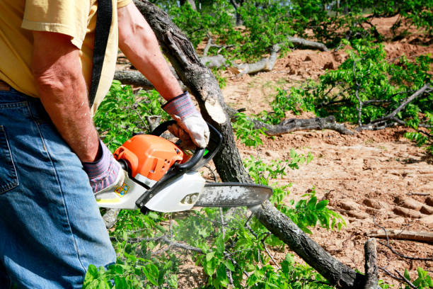 Best Tree and Shrub Care  in Marshall, WI